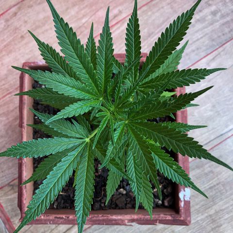 Akira growlog timeline photo