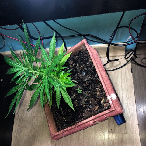 Akira growlog photo: Como é meu primeiro, eu não sei se fiz algo errado pra ela crescer muito algumas folhas, e as do meio estarem menores. Mas vai dar boa 👍🏼😁