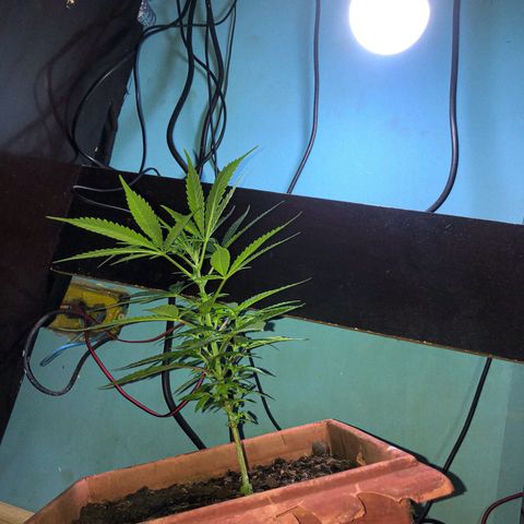 Akira growlog photo: Como é meu primeiro, eu não sei se fiz algo errado pra ela crescer muito algumas folhas, e as do meio estarem menores. Mas vai dar boa 👍🏼😁