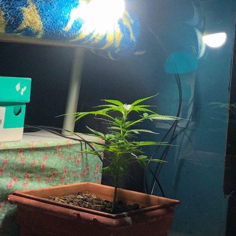 Akira growlog timeline photo