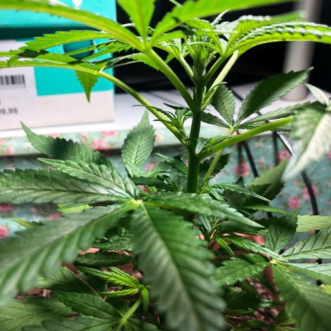 Akira growlog timeline photo