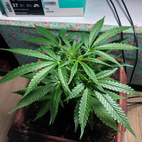 Akira growlog timeline photo