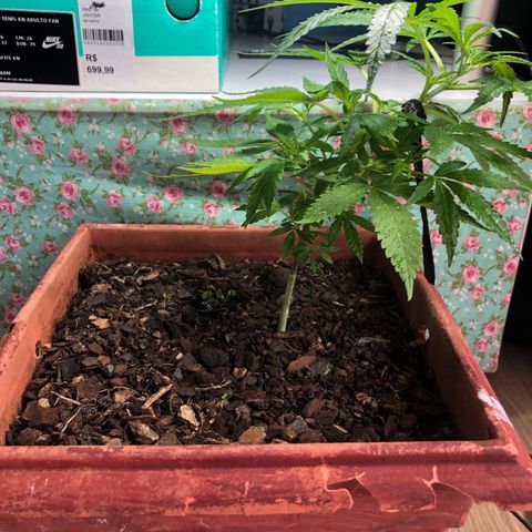Akira growlog photo: LST