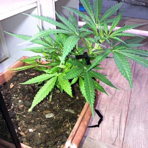 Akira growlog photo: LST