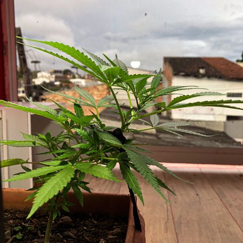 Akira growlog photo: LST