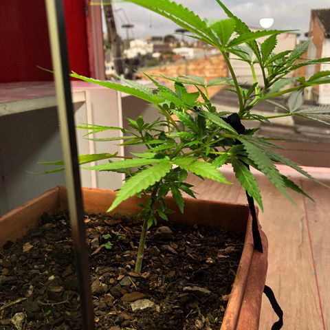 Akira growlog photo: LST