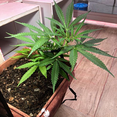 Akira growlog photo: LST