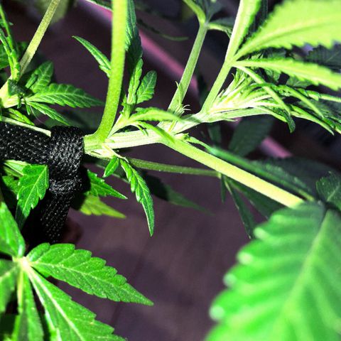 Akira growlog photo: LST