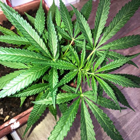Akira growlog photo: LST