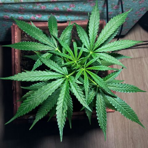 Akira growlog timeline photo