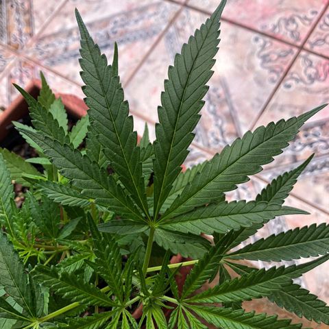 Akira growlog timeline photo
