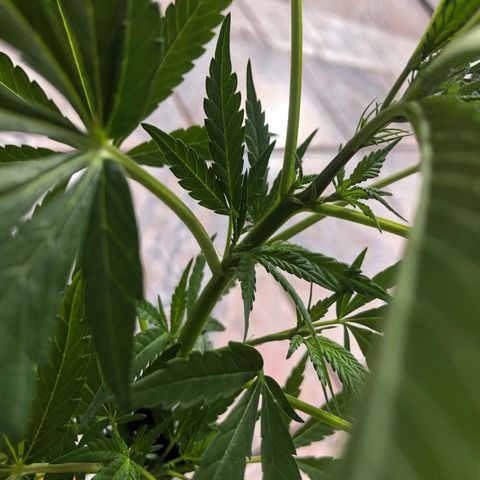 Akira growlog photo: Perdão a demora, aconteceu alguns problemas. Mas hoje estou dando início ao estado de Floração!! 
07/12/22