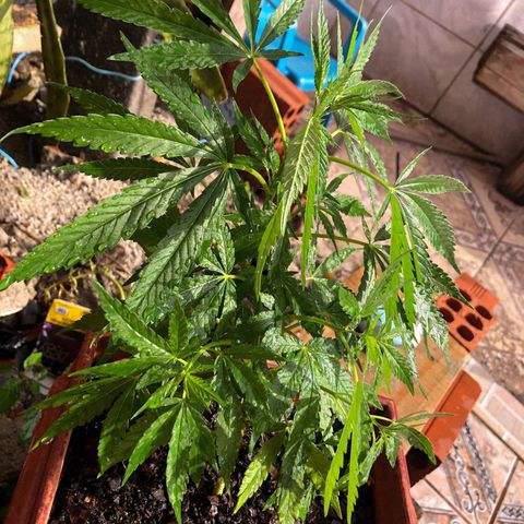 Akira growlog photo: Perdão a demora, aconteceu alguns problemas. Mas hoje estou dando início ao estado de Floração!! 
07/12/22