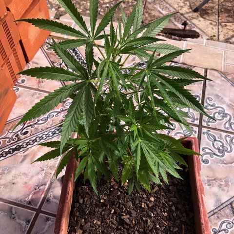 Akira growlog photo: Perdão a demora, aconteceu alguns problemas. Mas hoje estou dando início ao estado de Floração!! 
07/12/22