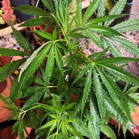 Akira growlog photo: Perdão a demora, aconteceu alguns problemas. Mas hoje estou dando início ao estado de Floração!! 
07/12/22