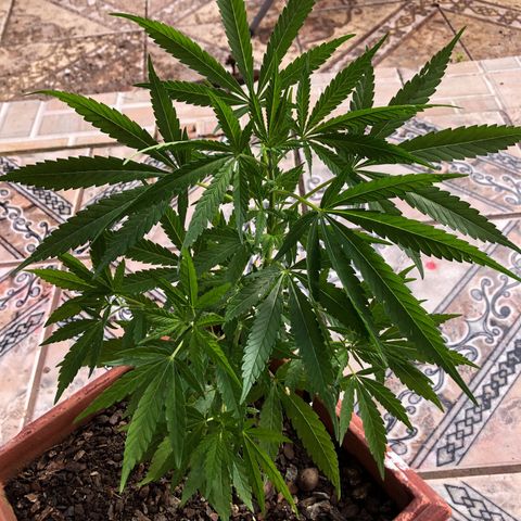 Akira growlog in Ar livre