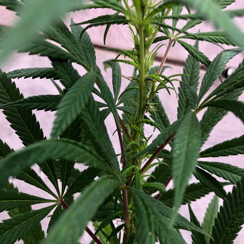 Akira growlog timeline photo