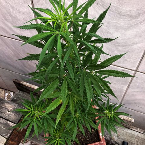 Akira growlog timeline photo