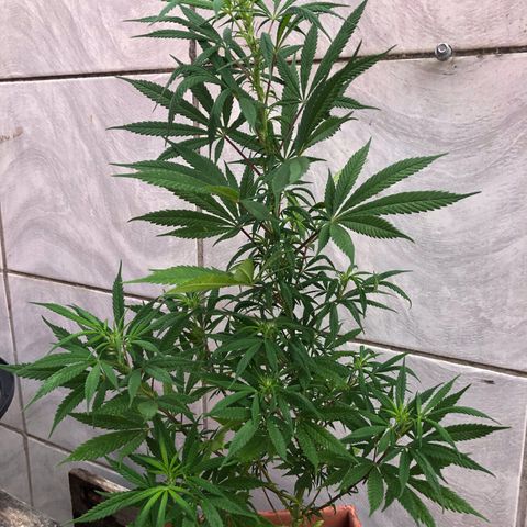 Akira growlog timeline photo