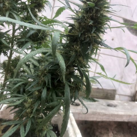 Akira growlog photo: 27/05/23 
⭐️