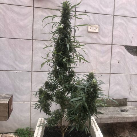 Akira growlog photo: 27/05/23 
⭐️