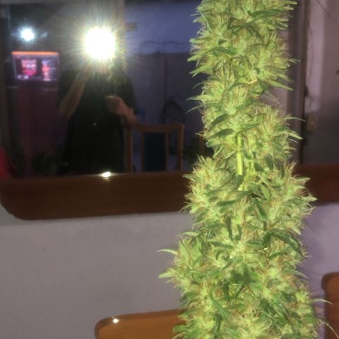 Akira growlog photo: 27/05/23 
⭐️