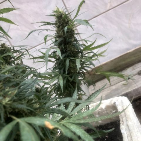 Akira growlog photo: 27/05/23 
⭐️