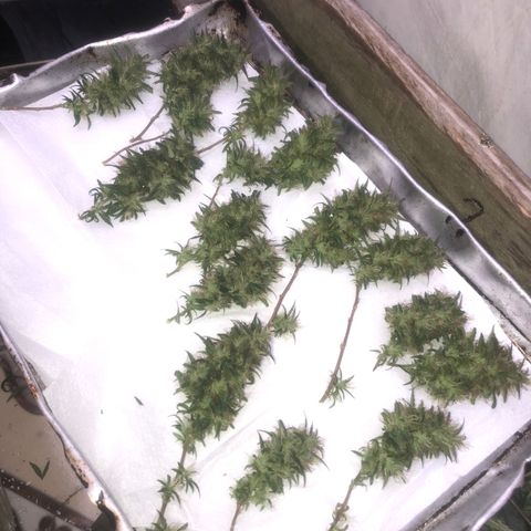 Akira growlog photo: 27/05/23 
⭐️
