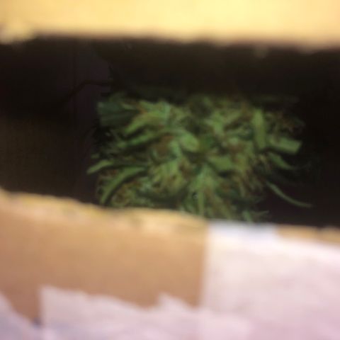 Akira growlog photo: Início da SECAGEM
