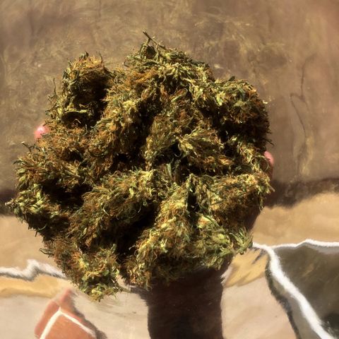 Akira growlog timeline photo