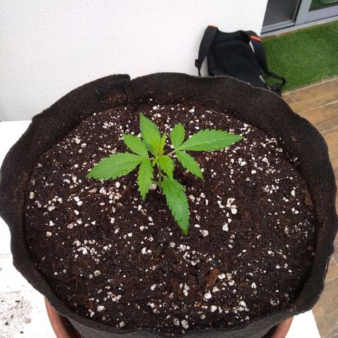 Northern Lights Automatic Growlog-Foto 3