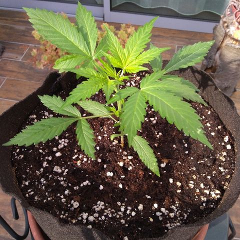 Northern Lights Automatic growlog timeline photo
