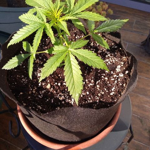Northern Lights Automatic growlog timeline photo