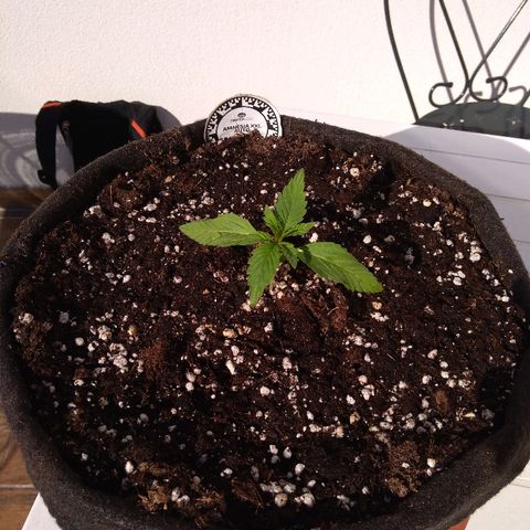 Amnesia XXL Autoflowering growlog timeline photo