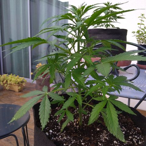 Northern Lights Automatic growlog timeline photo