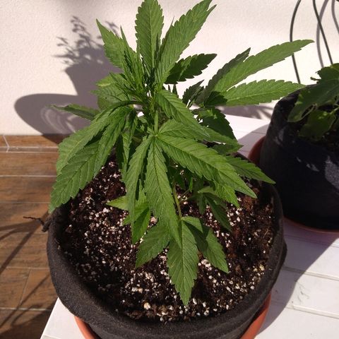 Amnesia XXL Autoflowering growlog timeline photo