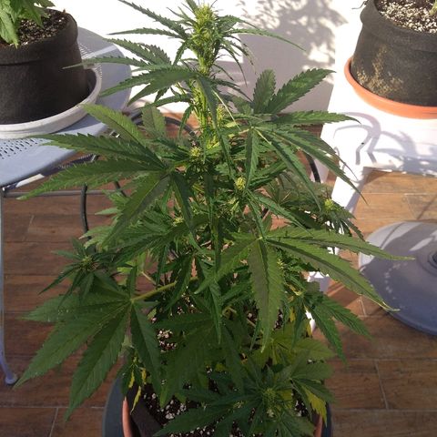 Northern Lights Automatic growlog timeline photo