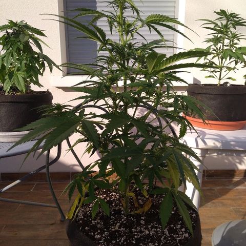Northern Lights Automatic growlog timeline photo