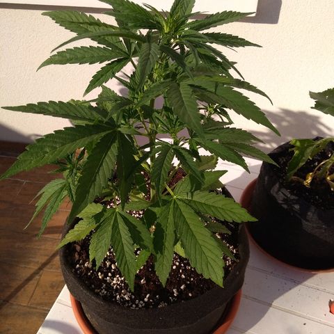Amnesia XXL Autoflowering growlog timeline photo