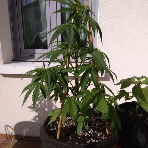 Amnesia XXL Autoflowering growlog timeline photo