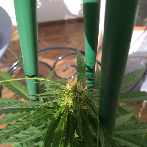 Northern Lights Automatic growlog timeline photo