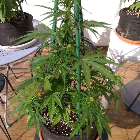 Northern Lights Automatic growlog timeline photo
