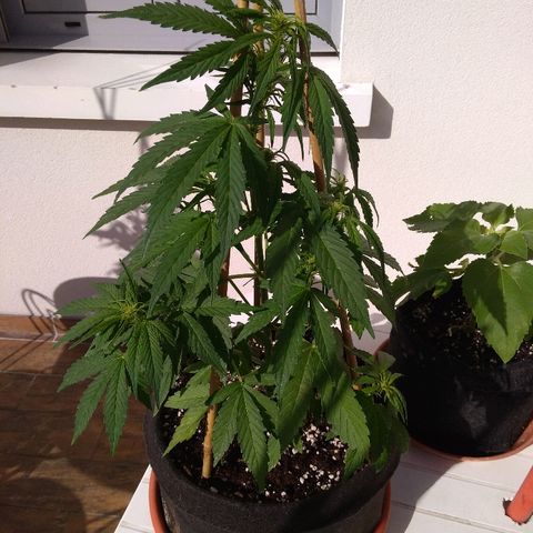 Amnesia XXL Autoflowering growlog timeline photo