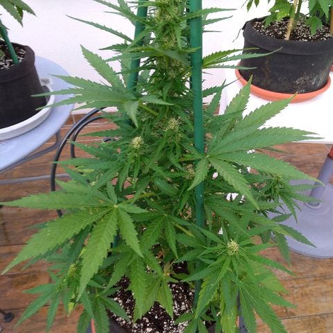 Northern Lights Automatic growlog timeline photo