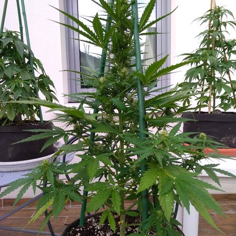 Northern Lights Automatic growlog timeline photo