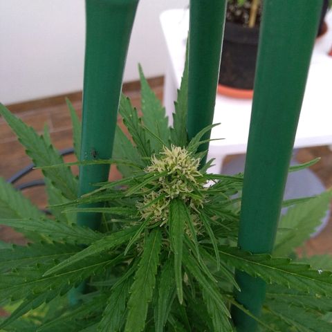 Northern Lights Automatic growlog timeline photo