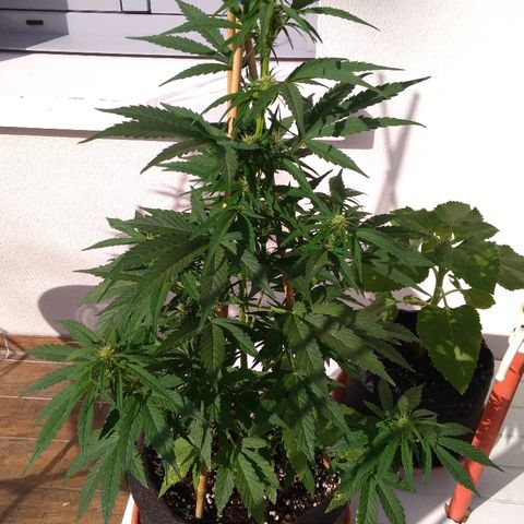 Amnesia XXL Autoflowering growlog timeline photo