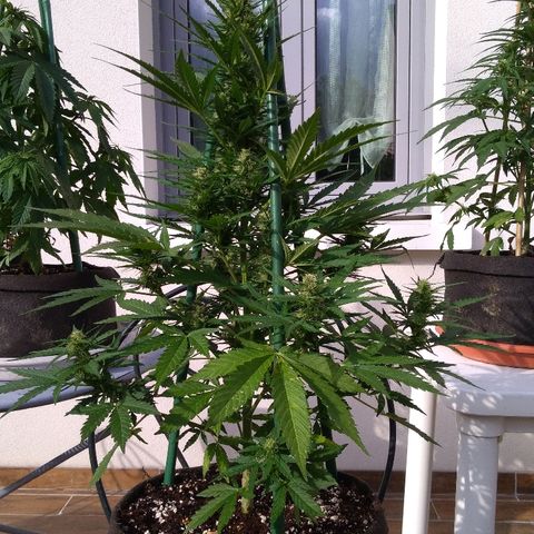 Northern Lights Automatic growlog timeline photo