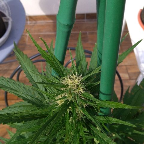 Northern Lights Automatic growlog timeline photo