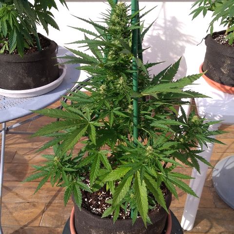 Northern Lights Automatic growlog timeline photo